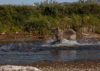 Alaska Brown Bears chasing salmon