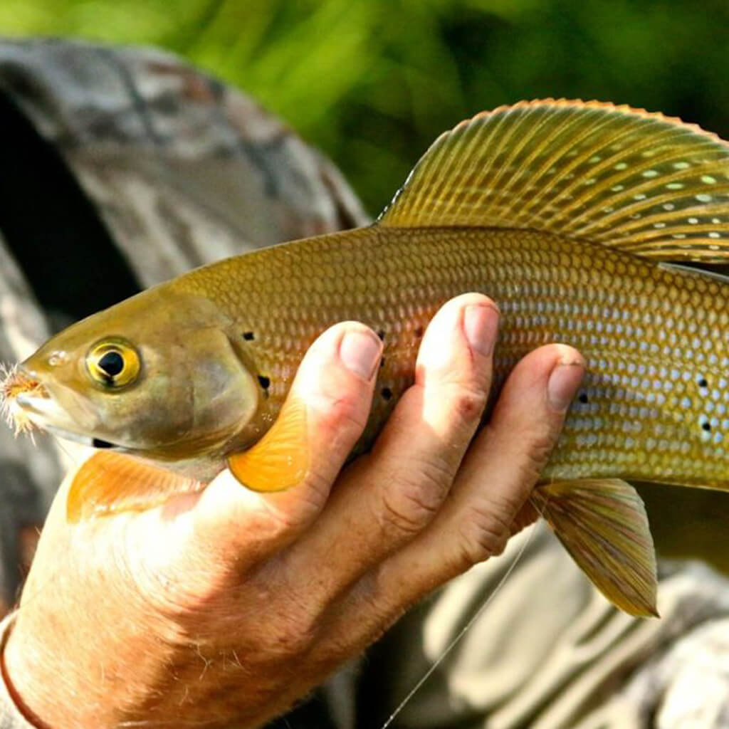 artic-grayling-1024x1024
