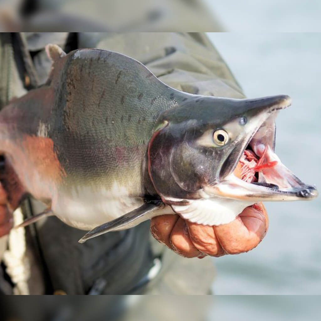 pinnk-humpy-salmon-1024x1024