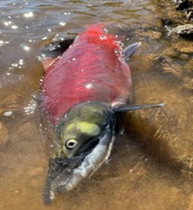 Fish and Float Togiak river alaska